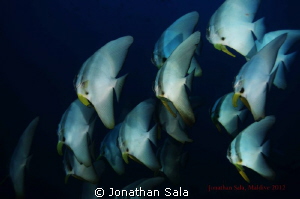 Bath Fish.. by Jonathan Sala 